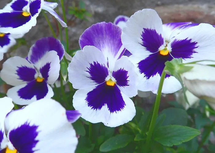 בית כפרי Giarradea קורטונה